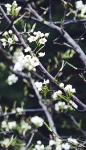 selective focus photography of white petaled flower tree photo