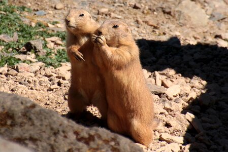 Eat together animal photo