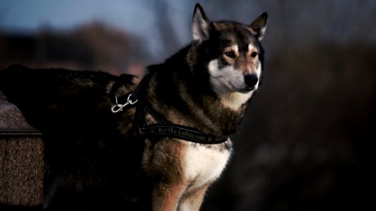 selective focus photography of black and white wolf with black dog leash photo