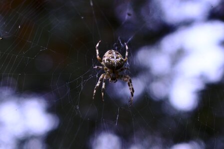 Animal arachnophobia natural