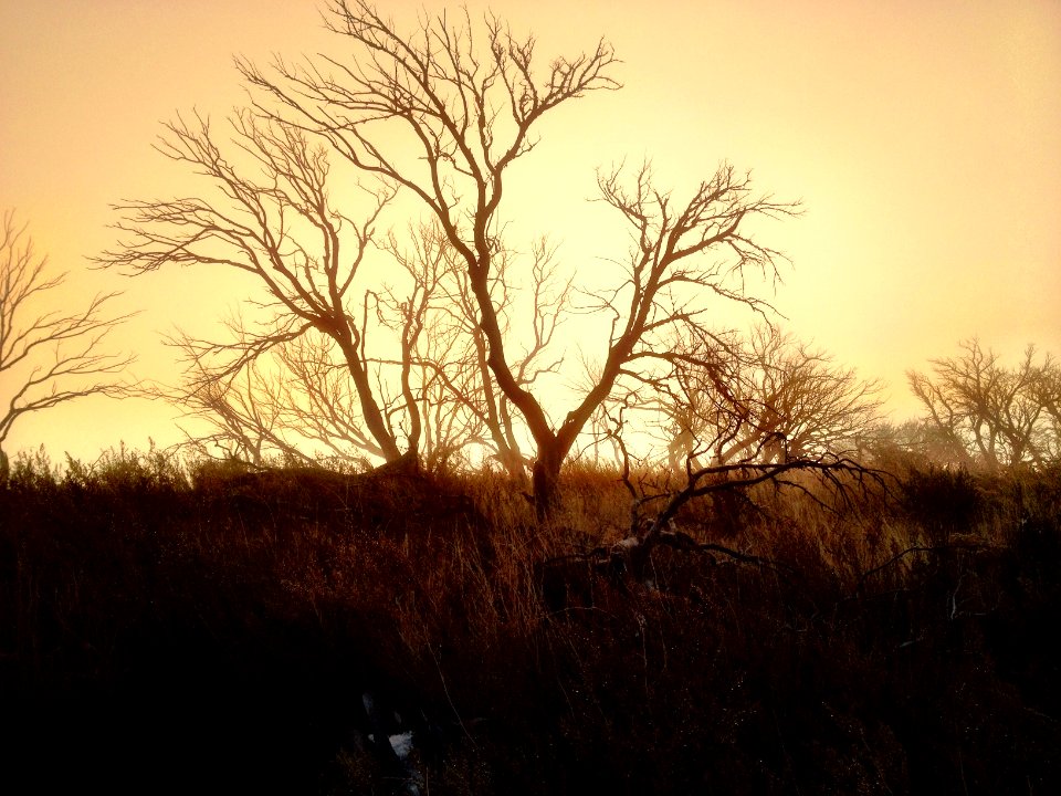 Sunrise, Trees, Fog