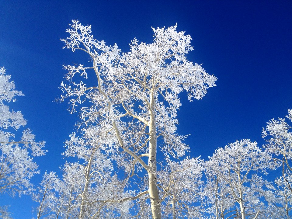 Brian head, United states, Aspen