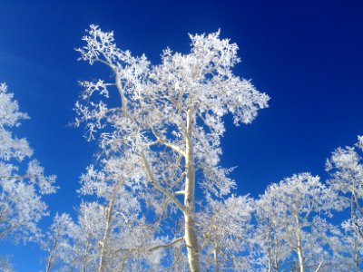 Brian head, United states, Aspen