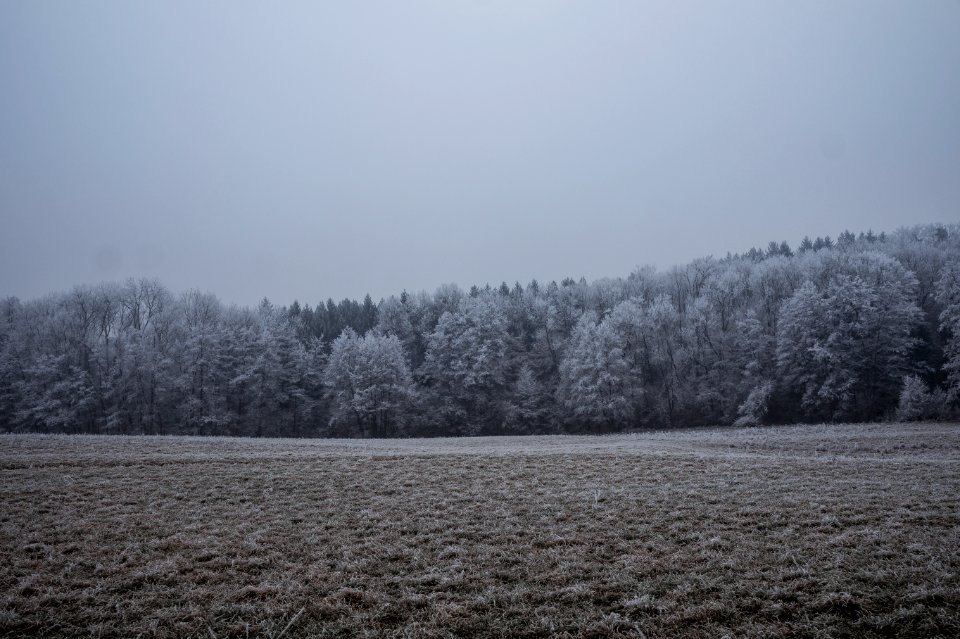 landscape photography of forest