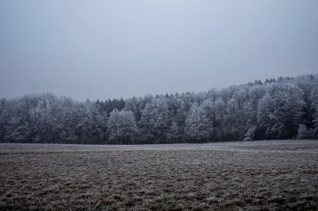 landscape photography of forest