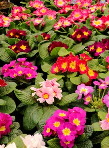 Plant nature colorful