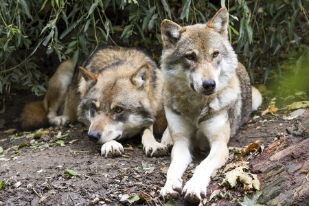 European wolf pack animal predator