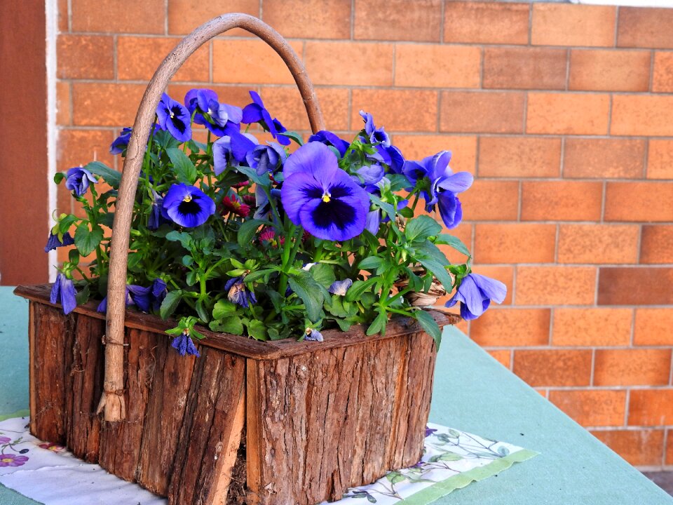 Blossom bloom pansy