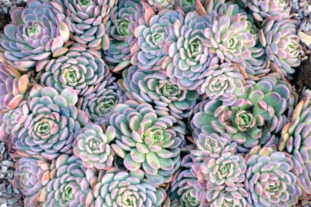 Succulent, Nature, Plants