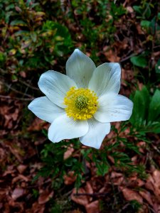 Macro, Flower