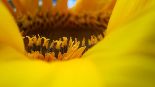 Yellow, Nature, Flowers photo