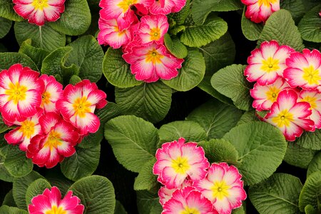 Plant nature colorful