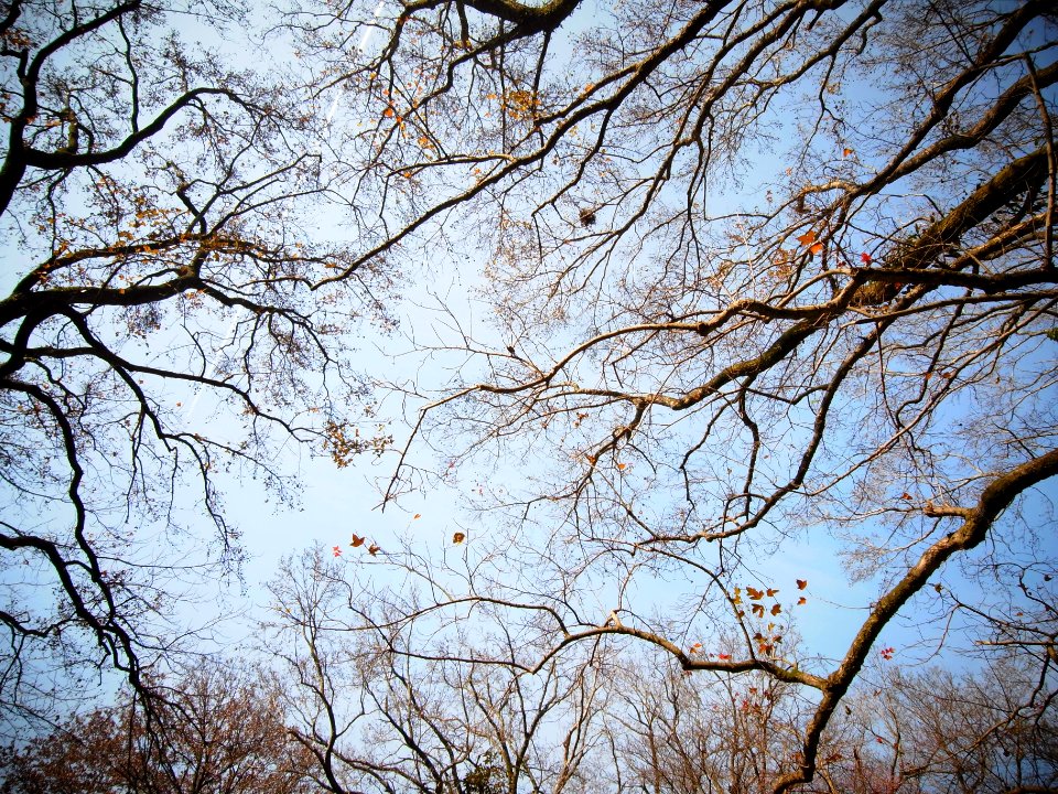 Trees, Winter