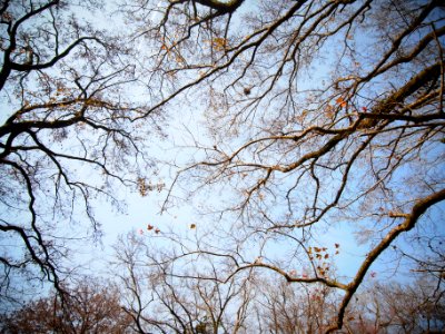 Trees, Winter