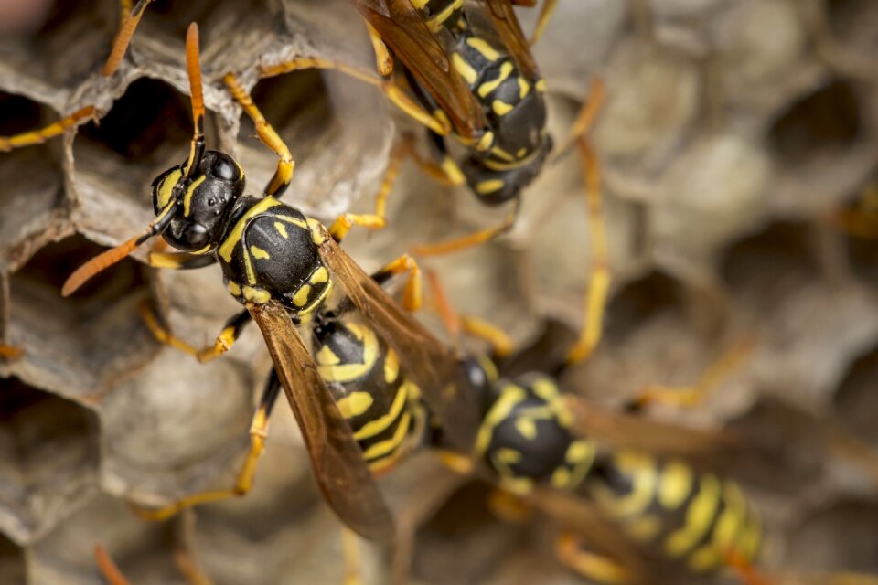 Honey bee honey insect