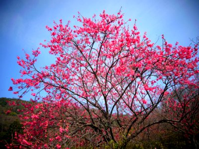 Trees, Blossom, Cherry
