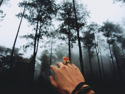 person at forest covered in fog