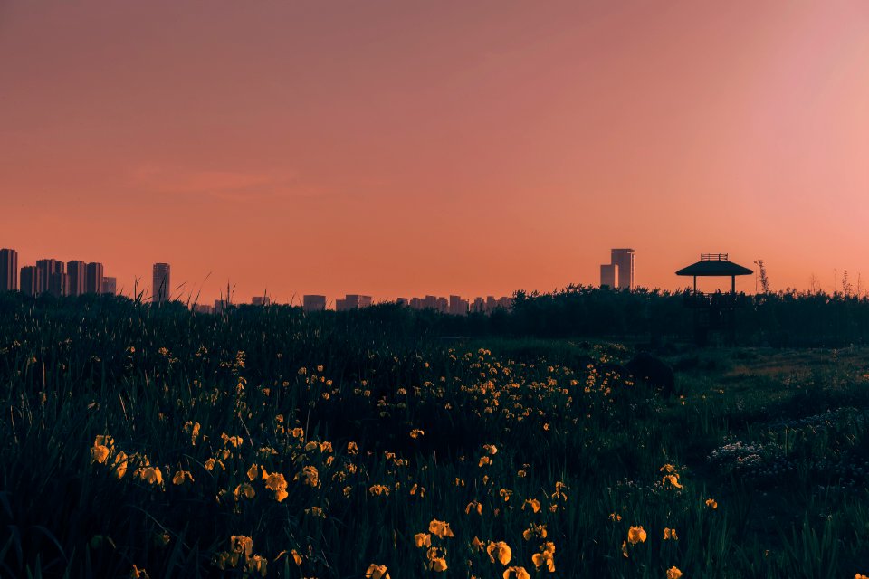 Sunset, Flower, Park