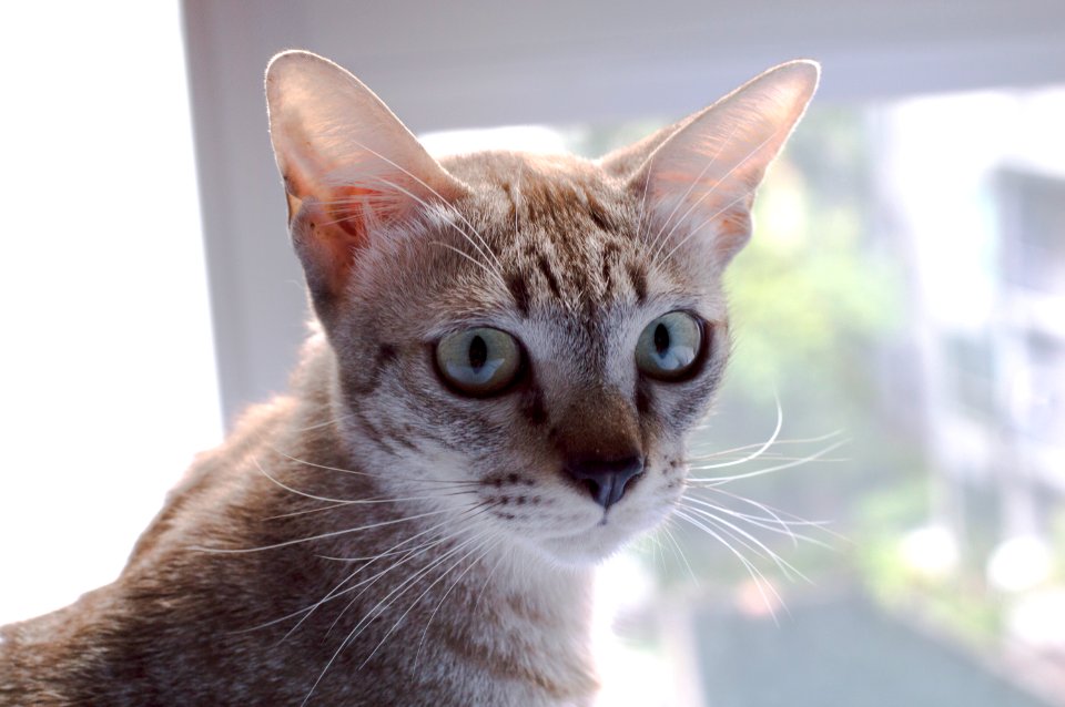 Sutthisan, Bangkok, Ear cat
