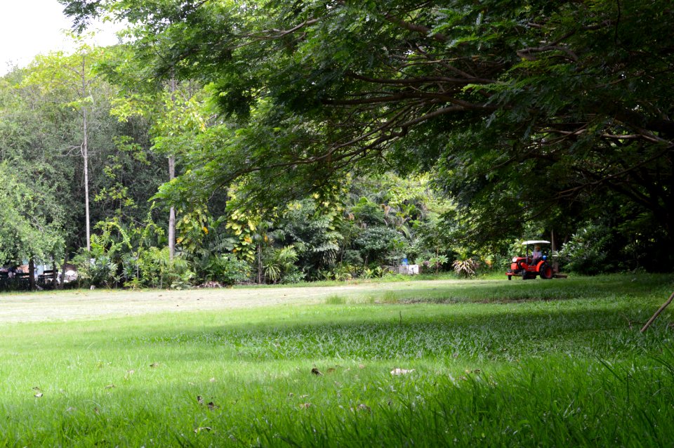 Tree, Mowers, Lawn