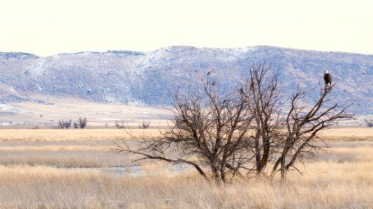 Klamath basin national wildlife refuges, Tulelake, United states