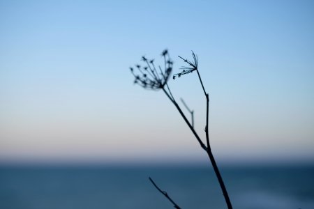 New zeal, Oamaru, Flower photo