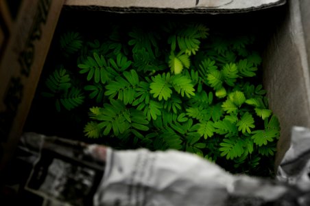 double compound plants in box