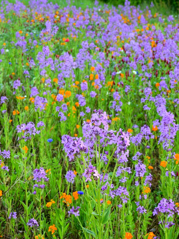 Flowers spring spring meadow