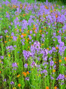 Flowers spring spring meadow
