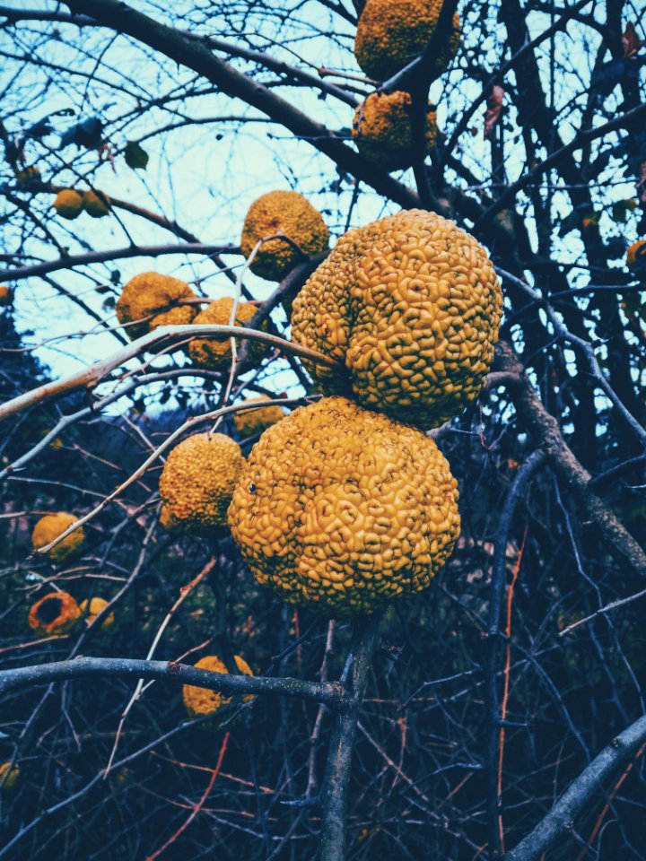 Bursa, Trkiye, Nature