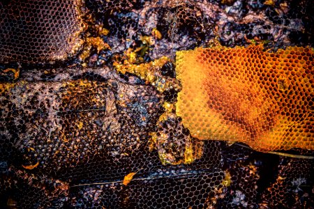 Damaged, Honey, Honeycomb photo