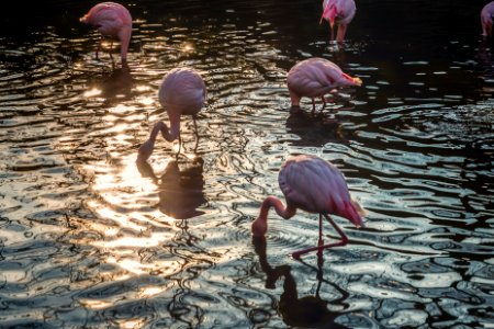 flock of flamingos drinking water photo