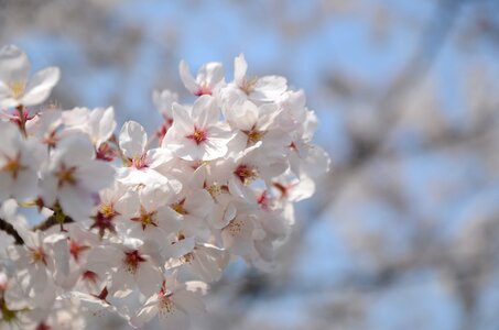 Flower white blue sky