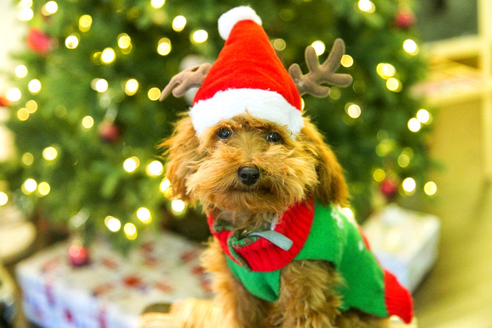 Los angeles, United states, Puppy