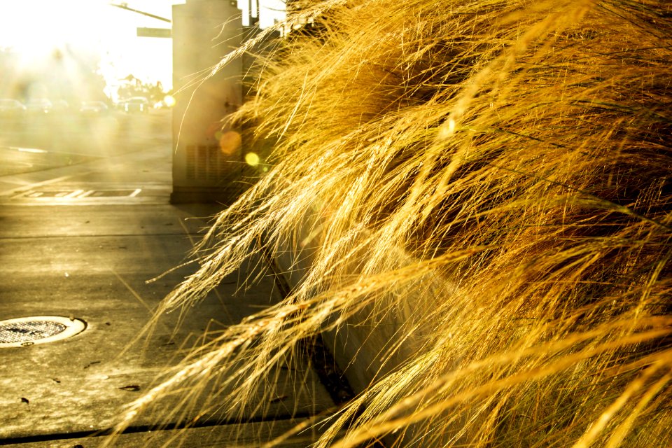Laguna beach, United states, Yellow