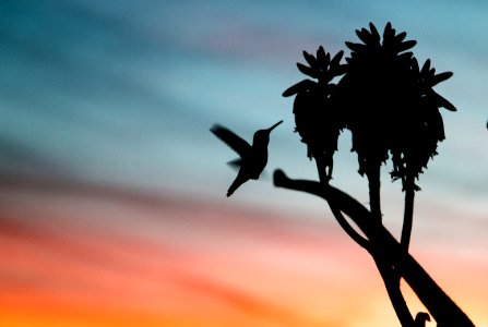 silhouette photo of hummingbird near branch