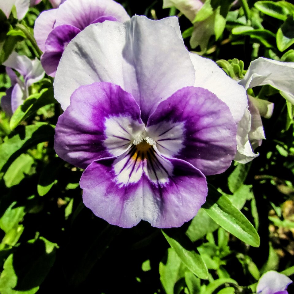 Plant nature spring