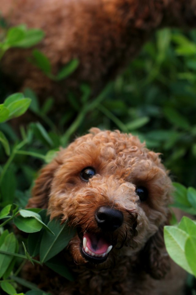 Xingtai, China, Pet