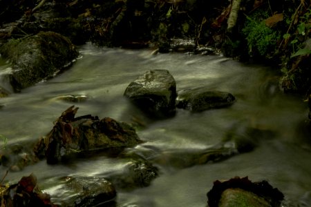 Creek, Woods, Forest photo