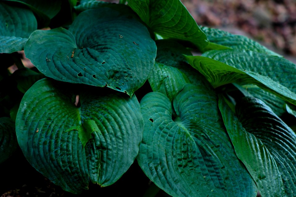 Nature, Green, Plants