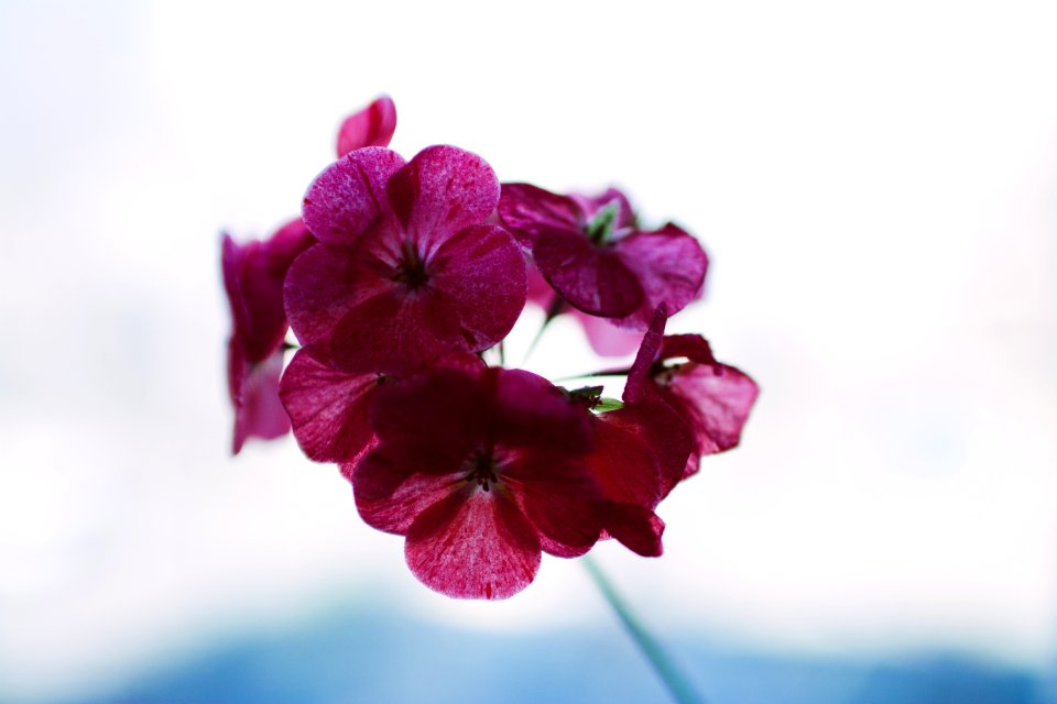 Light, Bright, Flowers