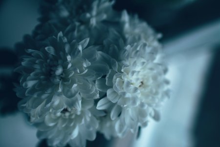 Bokeh, Plants, Nature