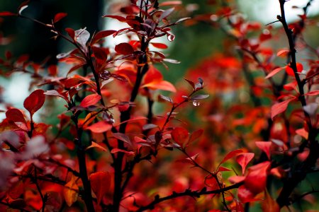 Red, Leaves, Rain photo