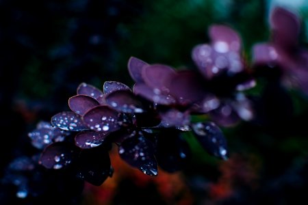 Nature, Plants, Bokeh