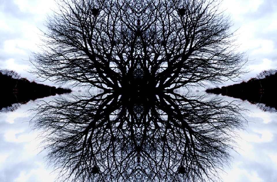 Reflection, Tree