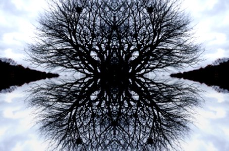 Reflection, Tree