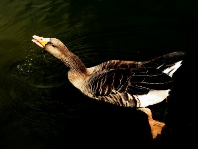black duck swimming on body of water photo