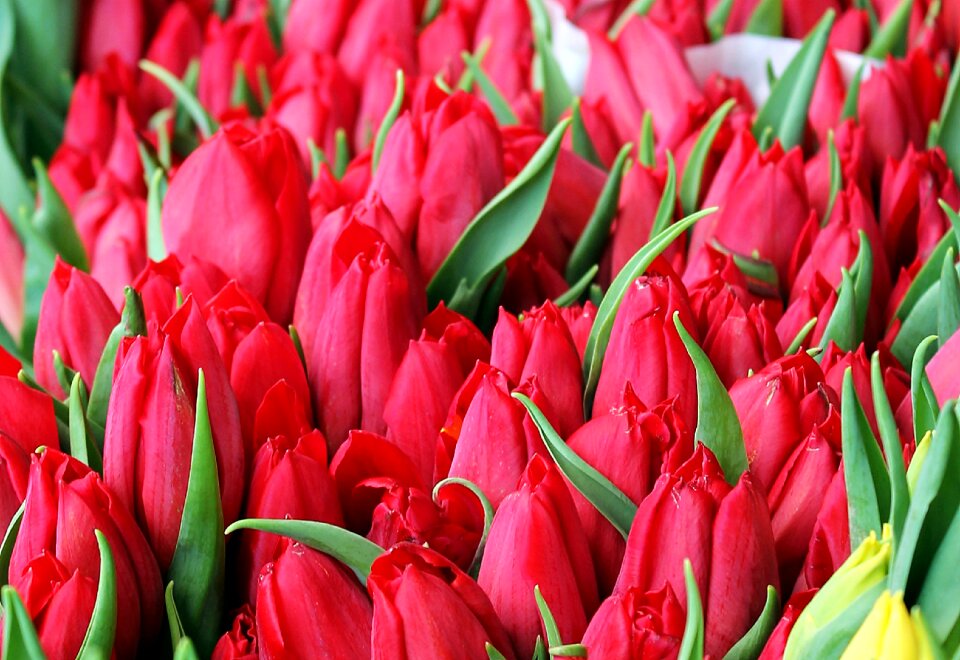 Summer red background