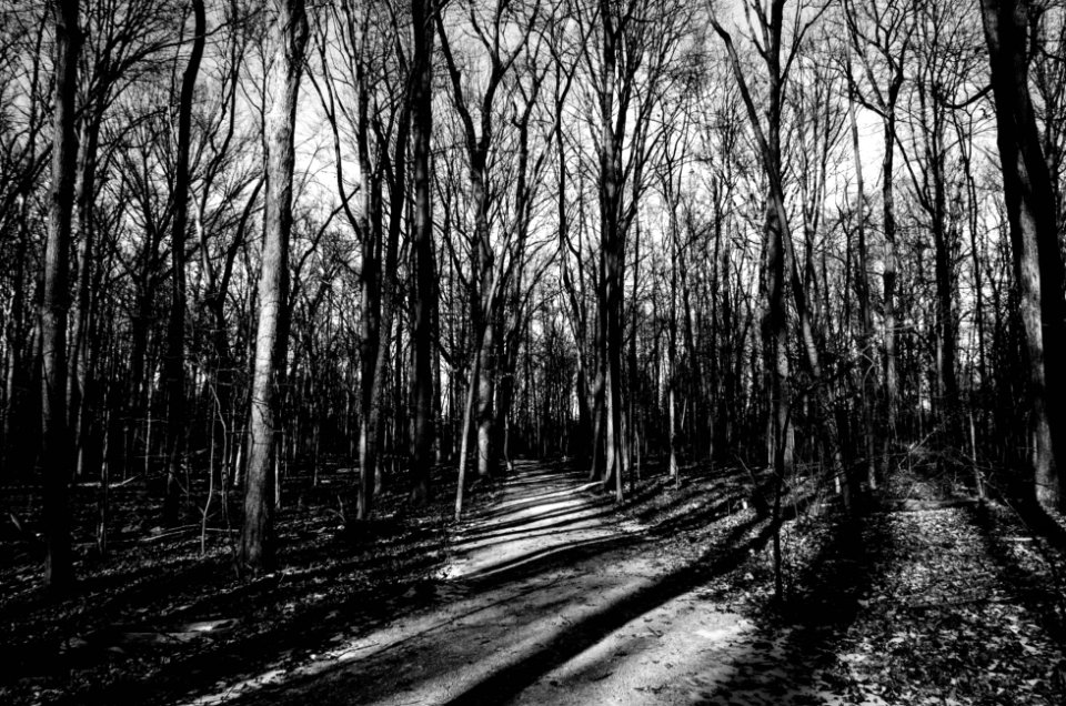 Shadows, Paths, Hiking