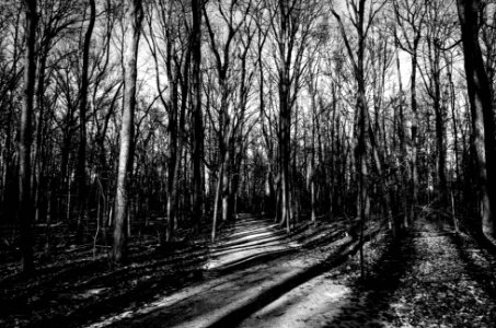 Shadows, Paths, Hiking photo